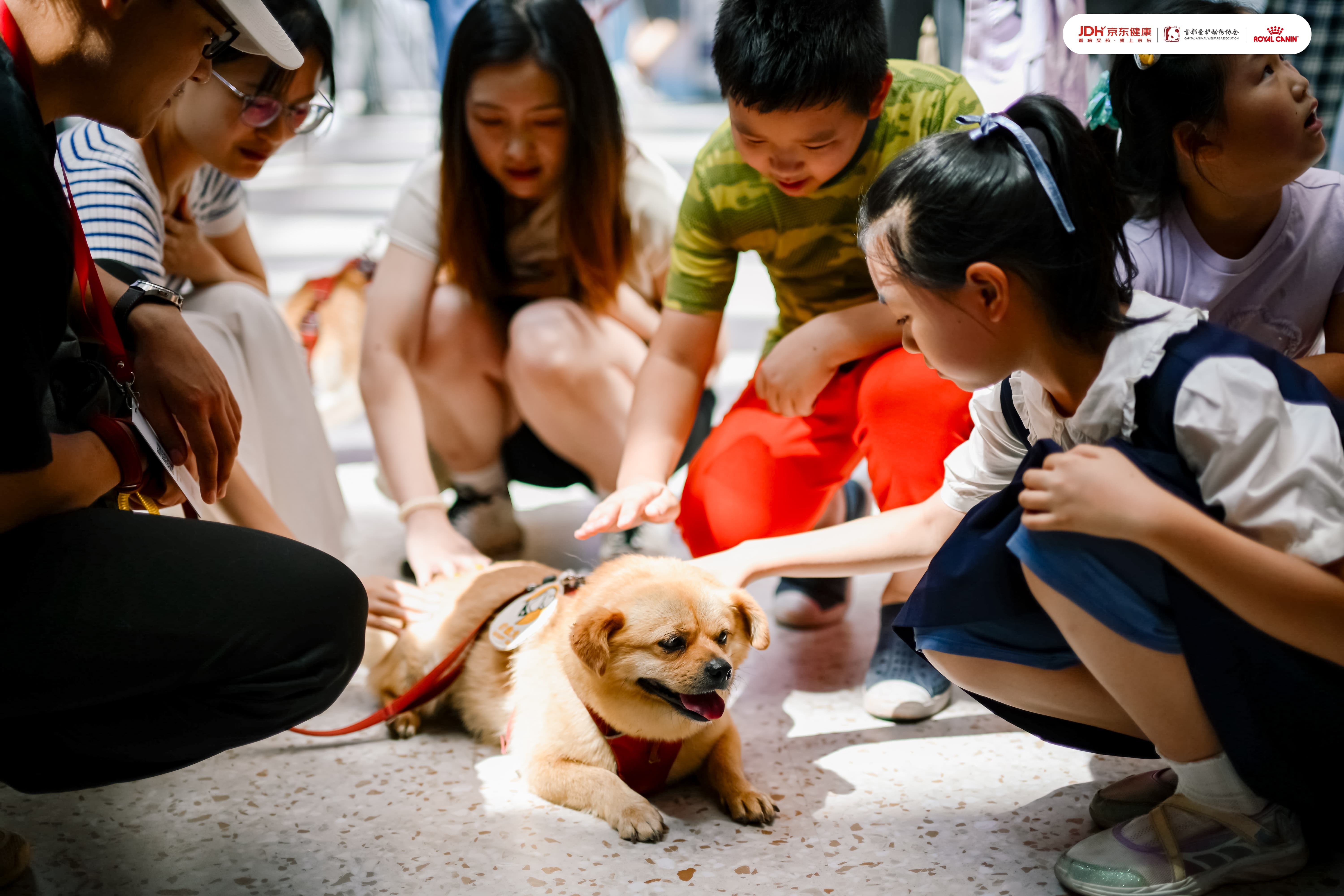 1750676538329112.jpg 首都爱护动物协会带来疗愈犬互动和流浪动物领养活动4.JPG